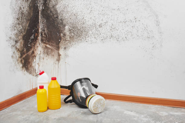 Best Black Mold Removal  in Escobares, TX