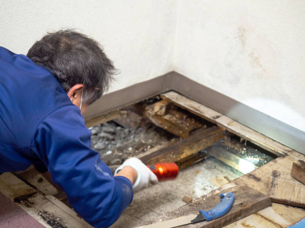 Best Emergency Mold Removal  in Escobares, TX