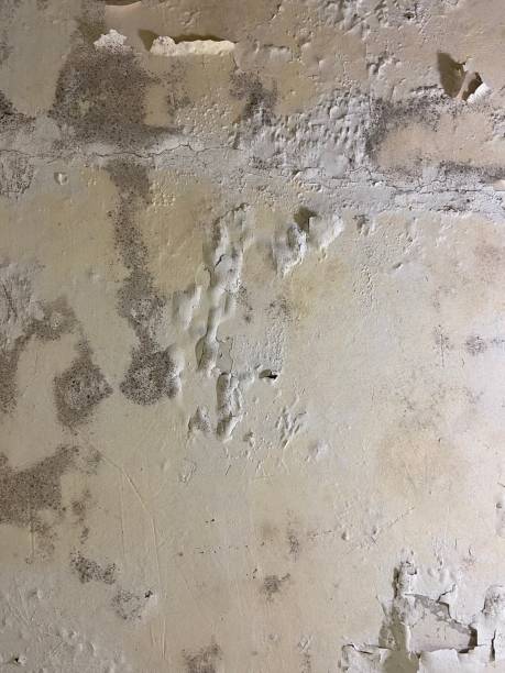 Best Black Mold Removal  in Escobares, TX