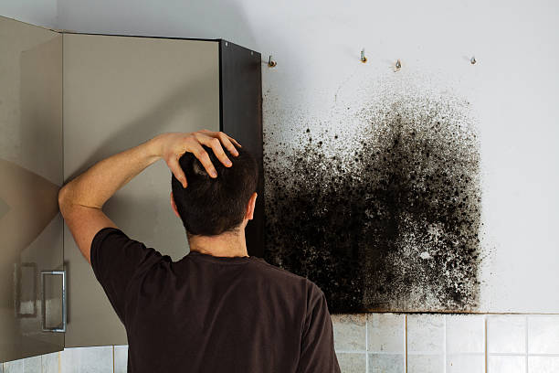 Best Office Mold Removal Services  in Escobares, TX